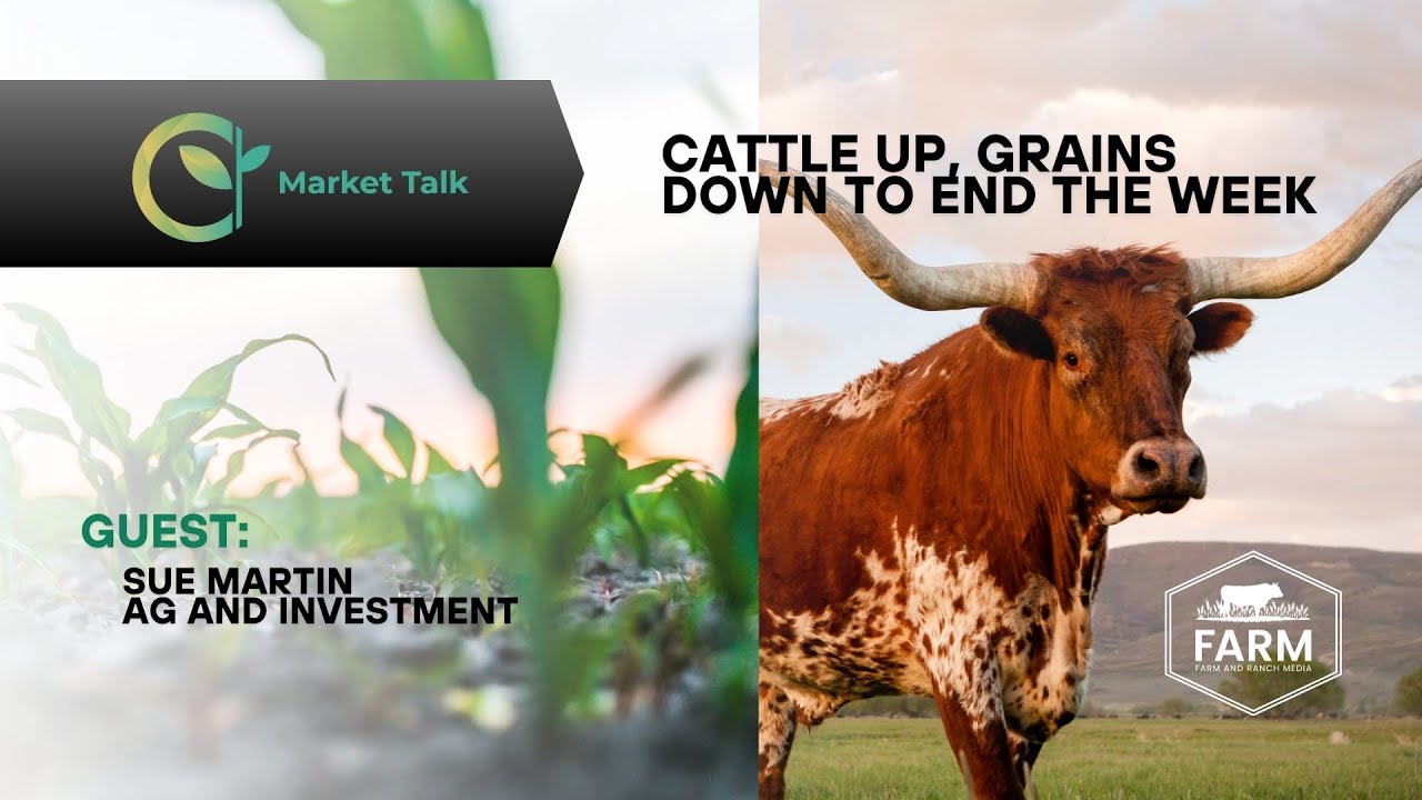 Cattle Up, Grains Down to End the Week