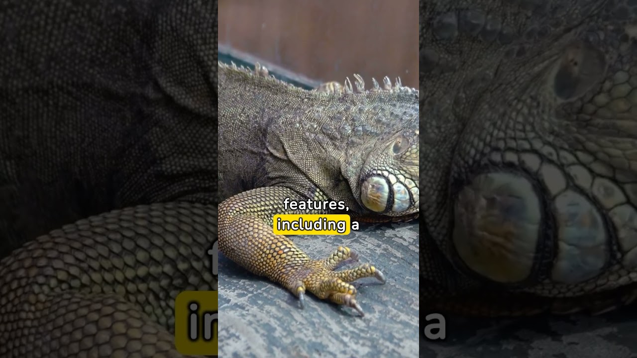 Learn about iguana 🦎 #wildlifedocumentary #animals #anime #iguana