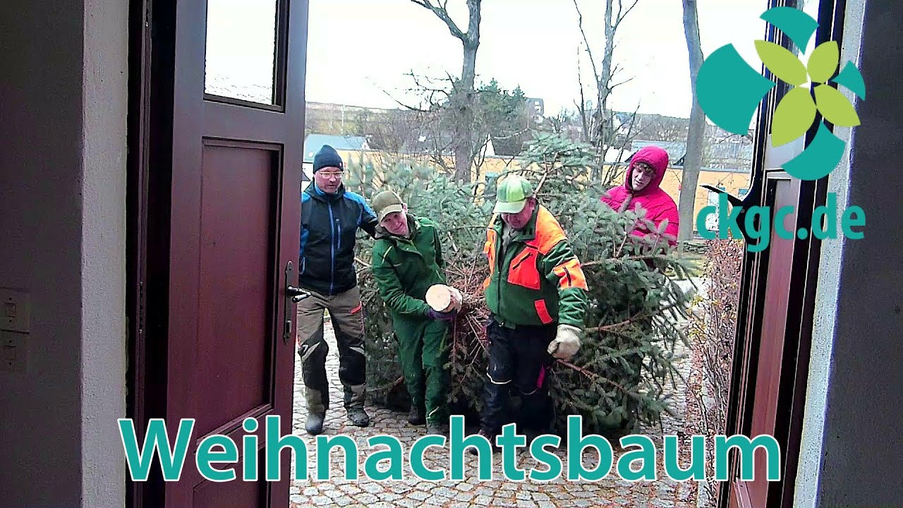 Der Weihnachtsbaum für die Adelsberger Kirche 2025