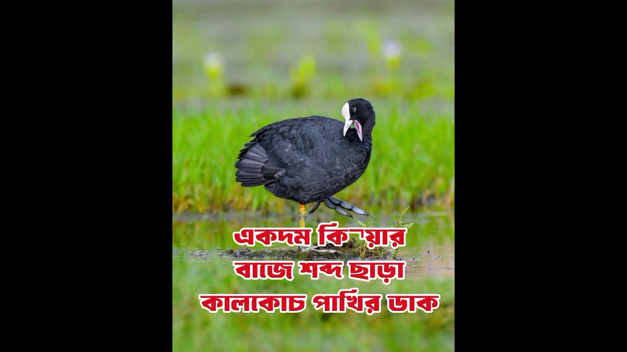 পানির শব্দ বিহীন কালকুচ পাখির ডাক / কালকুচ পাখির সেরা ক্লিয়ার ডাক Kalkus pakir duk/ Coot Bird call