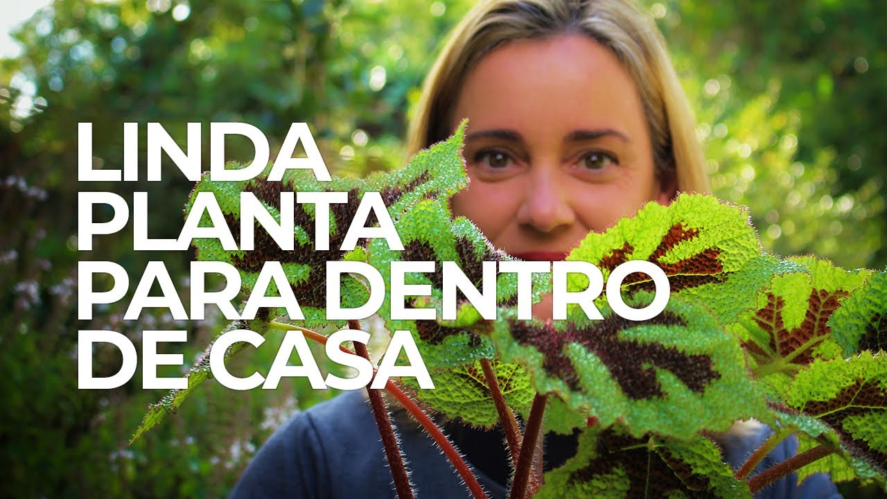 Linda PLANTA para dentro de CASA