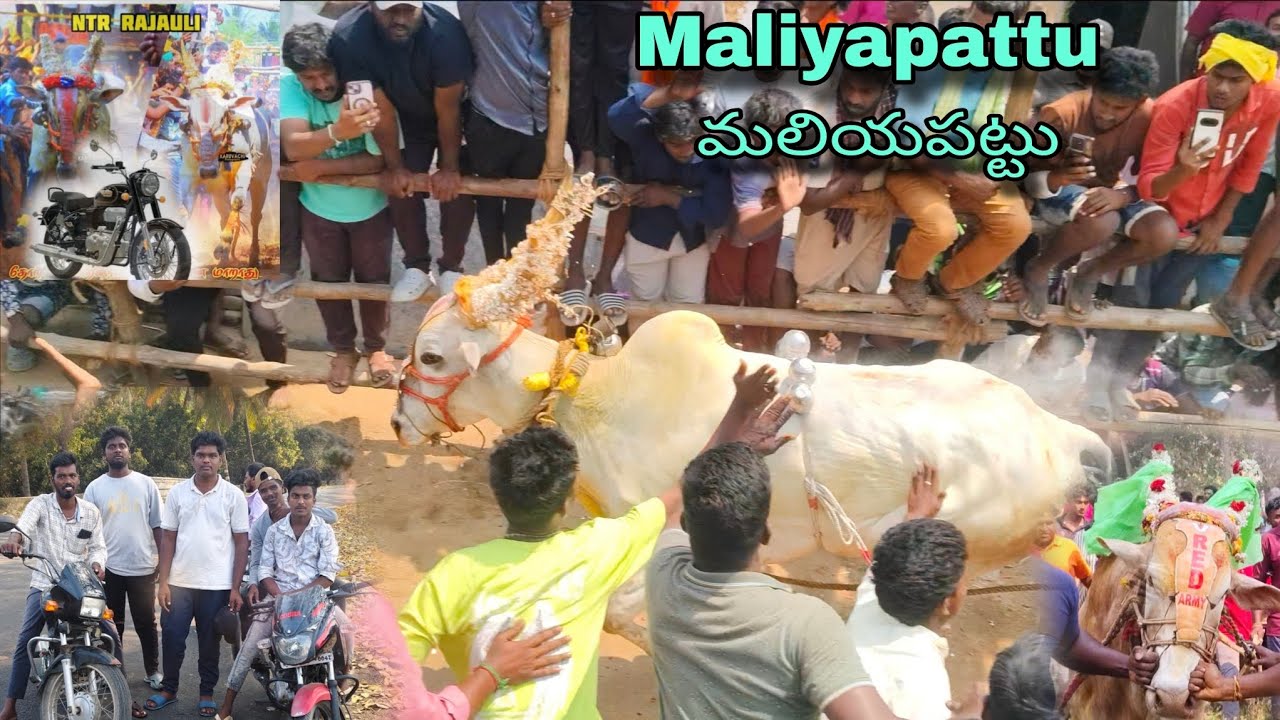 💥NTR  Raja huli 🥇🏍️🏍️🔥Maliyapattu🔥మలియపట్టు🔥02/03/2026💥