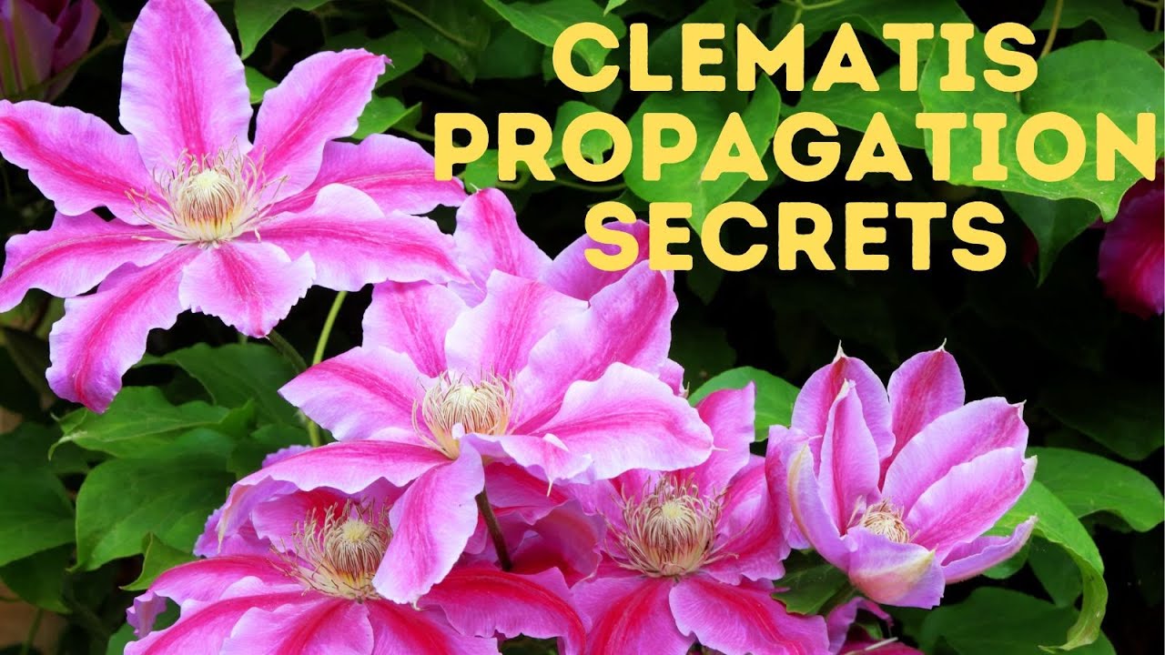 The Secrets to Clematis cuttings - The REAL WAY!