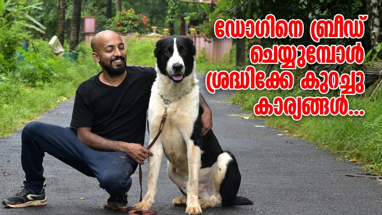 My Tips for Breeding Dogs || Leonardo Voila