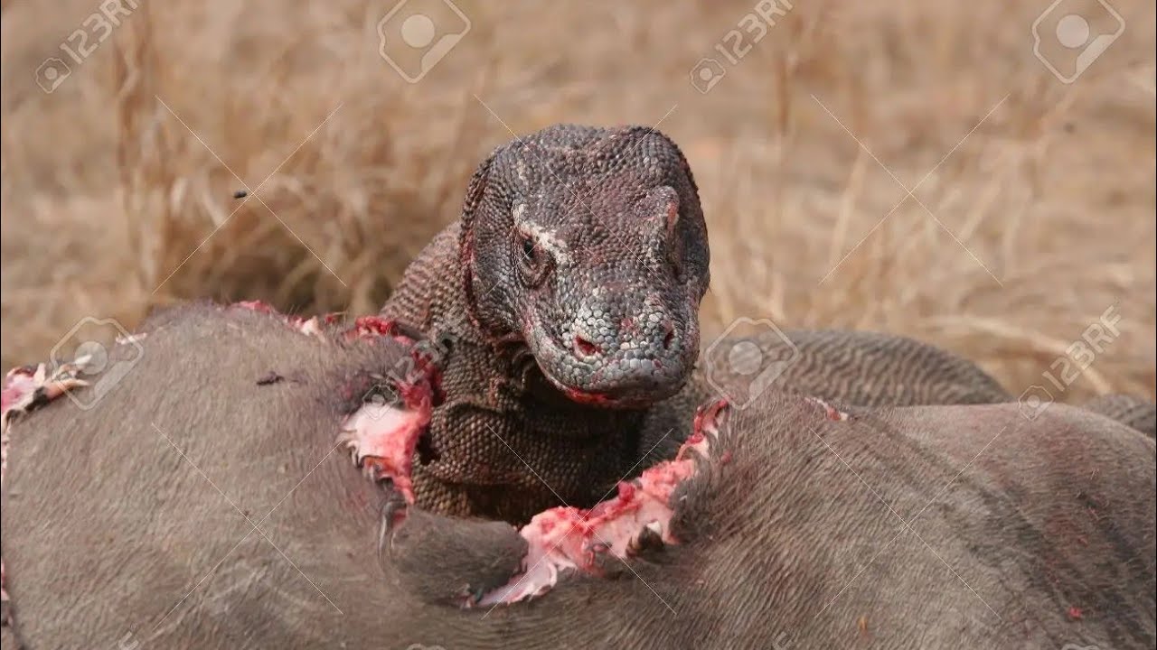 El drag&oacute;n de Komodo _ Al Acech&oacute;_ Documental en espa&ntilde;ol