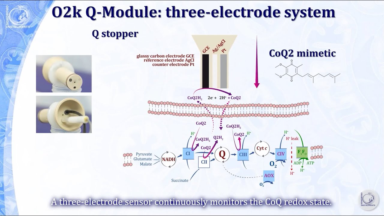 NextGen-O2k: the Q-Module