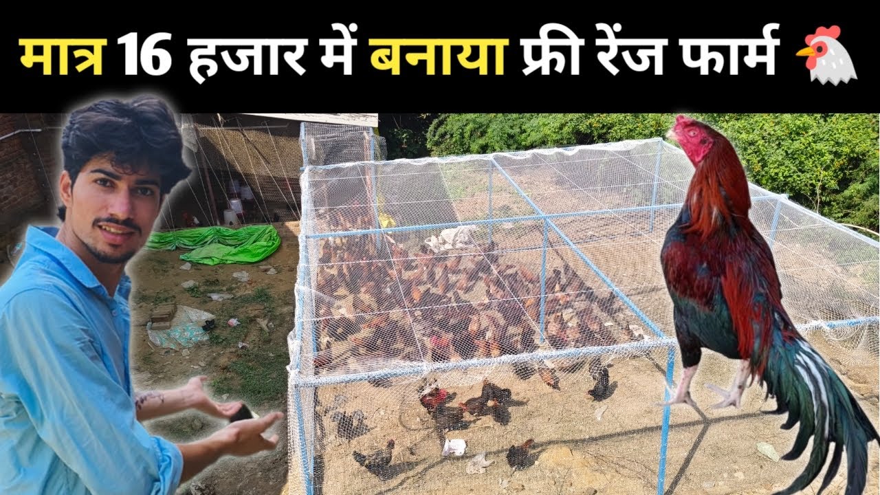 फ्री रेंज देसी मुर्गी फार्म बनाने में कितना खर्चा आता है 🐔#freerangedesimurgipalan #desimurgifarm