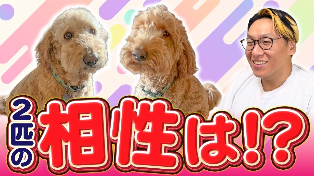同居犬をどう思ってるか聞いてみた
