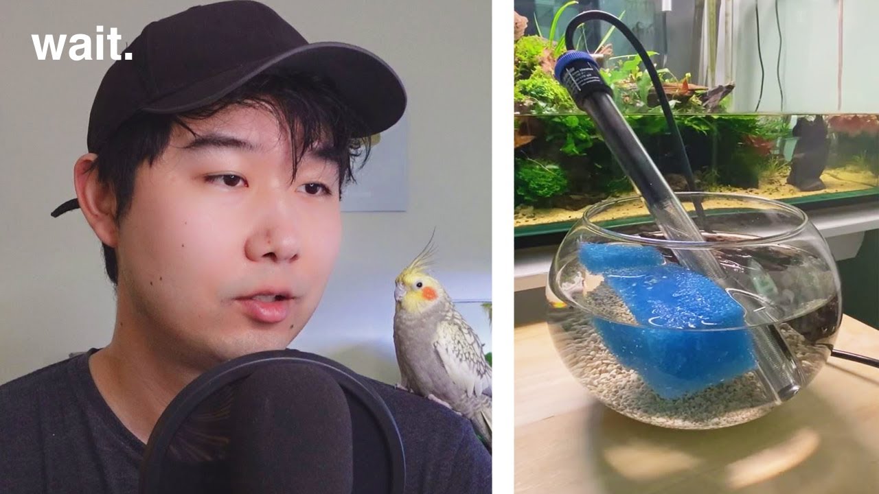 does this fish bowl ACTUALLY work for betta fish?! | Fish Tank Review 207