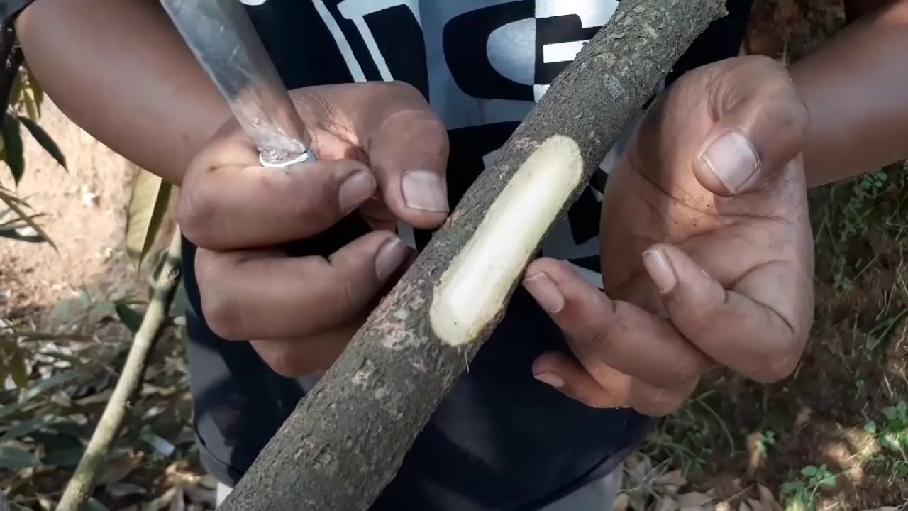 TEHNIK CANGKOK SUSU DURIAN ( pemanfaatan ranting yang mau di pangkas)