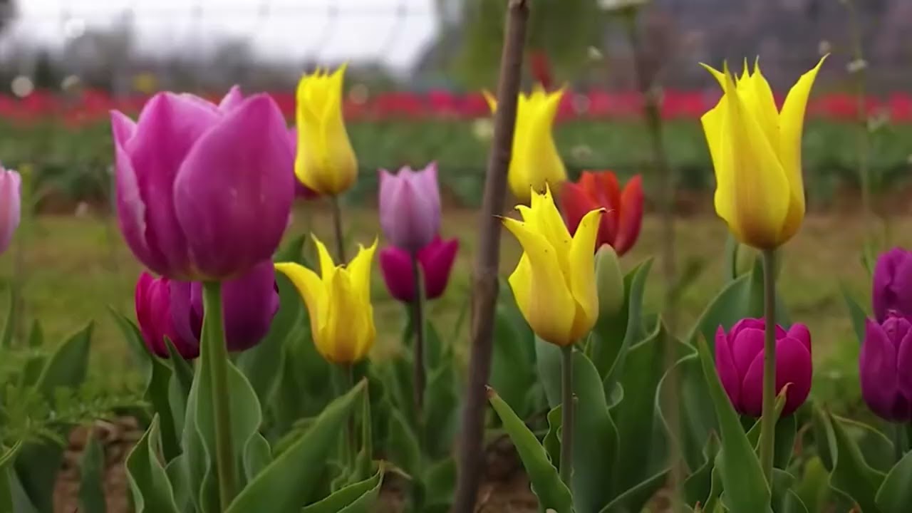 4 Kashmir Tourism 2025
