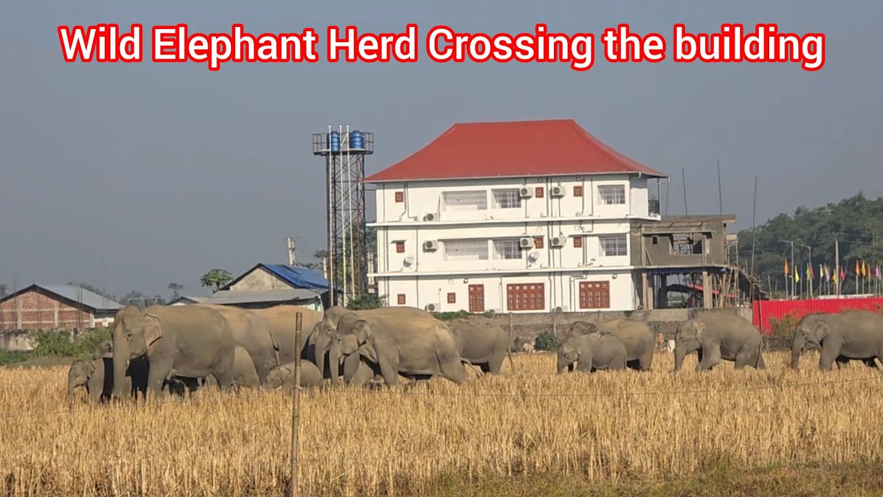 😱Wild elephant Crossing Village road |and beautiful house