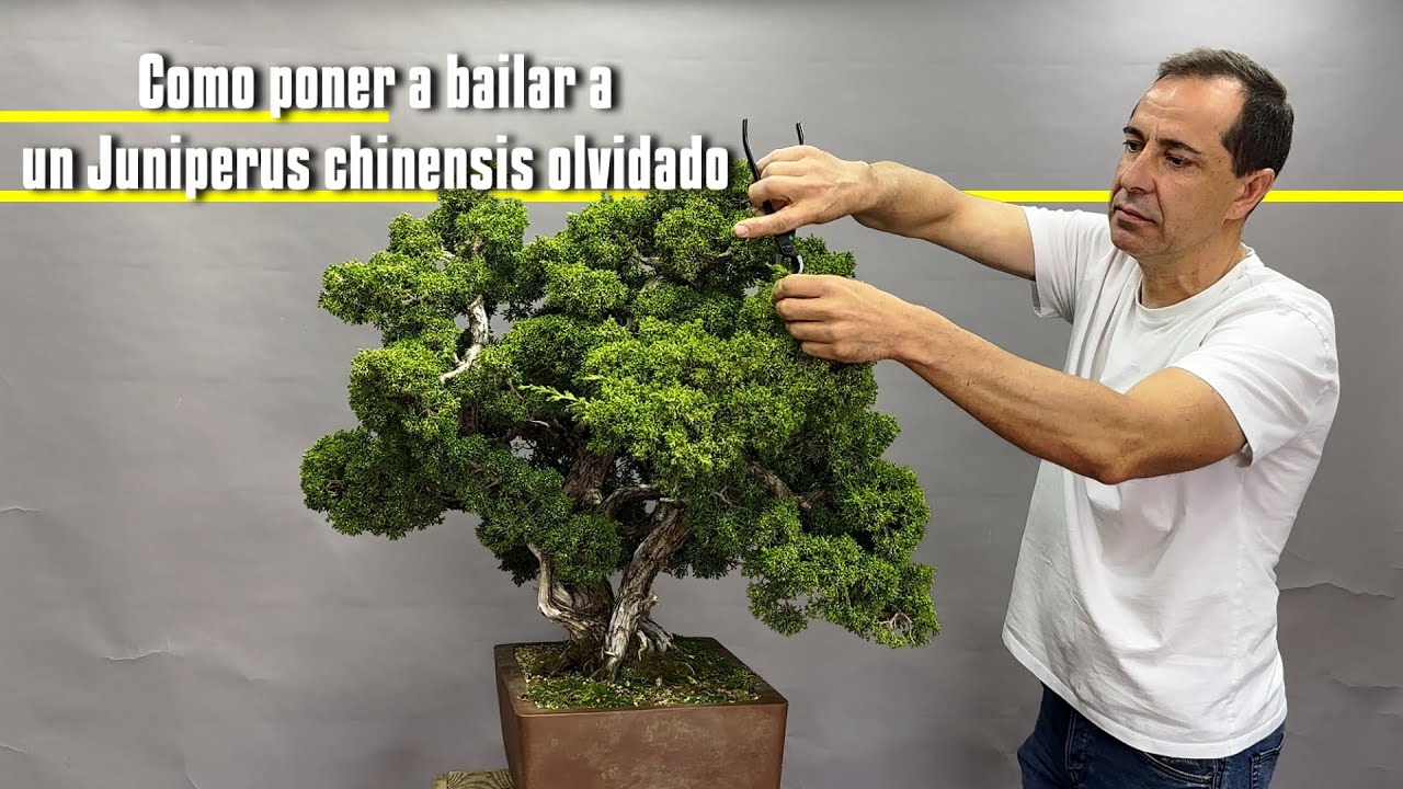Como poner a bailar a un Juniperus chinensis olvidado