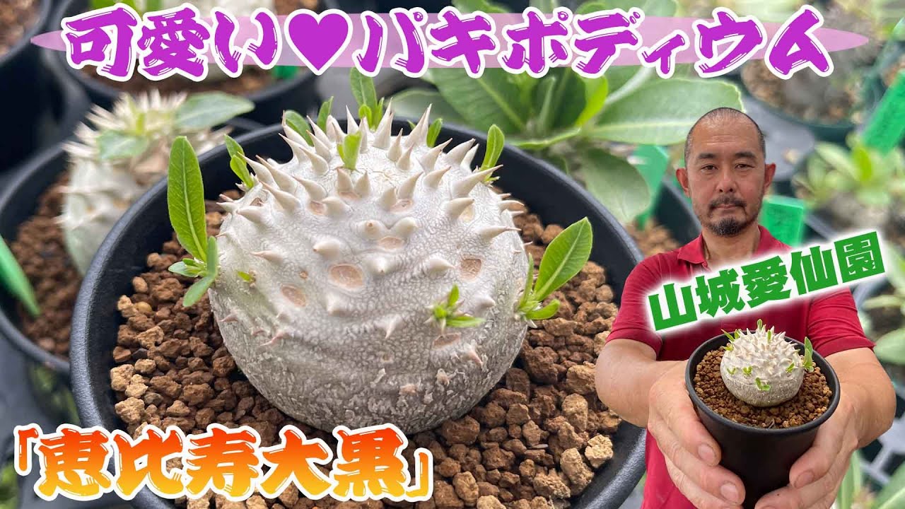 【山城愛仙園】【パキポディウム】丸みのあるフォルムが人気の塊根植物『恵比寿大黒』