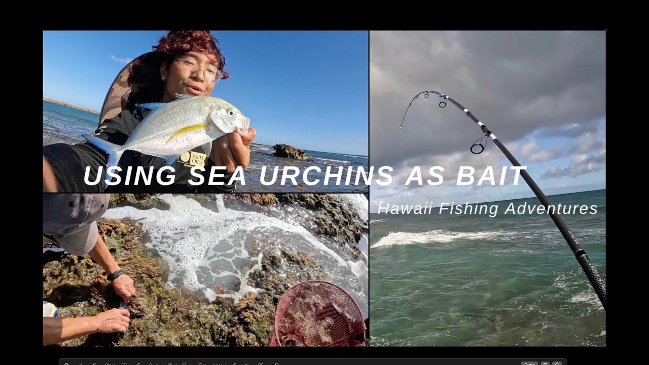 Using SEA URCHINS as BAIT! | Hawaii Fishing Adventures