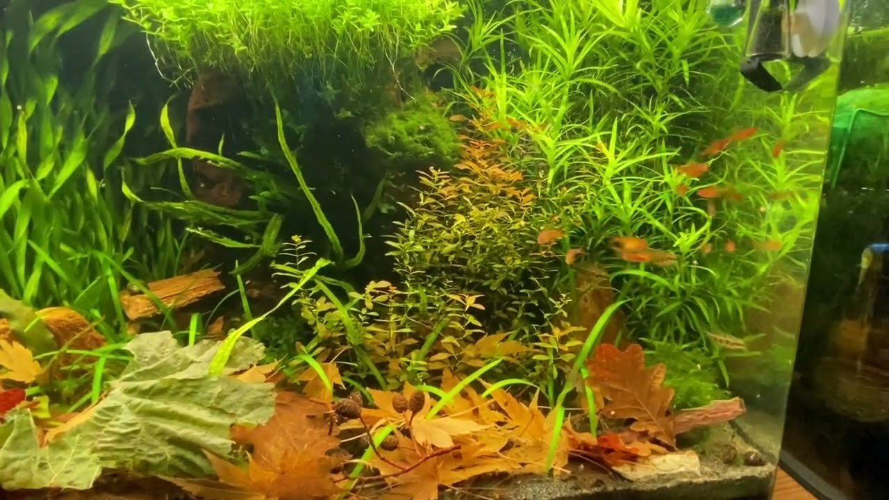 Grundlagen der filterlosen Aquaristik Teil 1, 500. Abo Special ￼