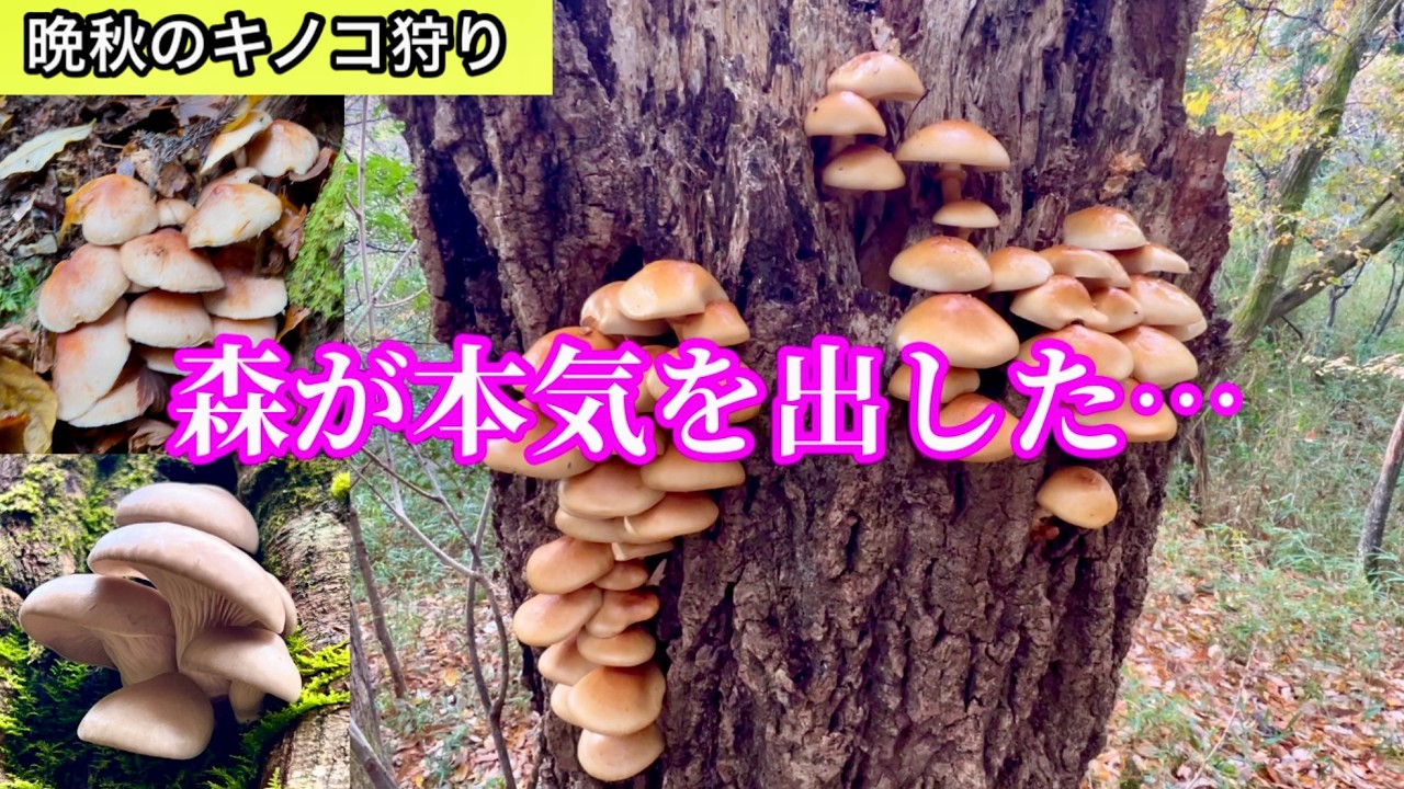 【晩秋のキノコ狩り】終盤でキノコ大爆湧き！