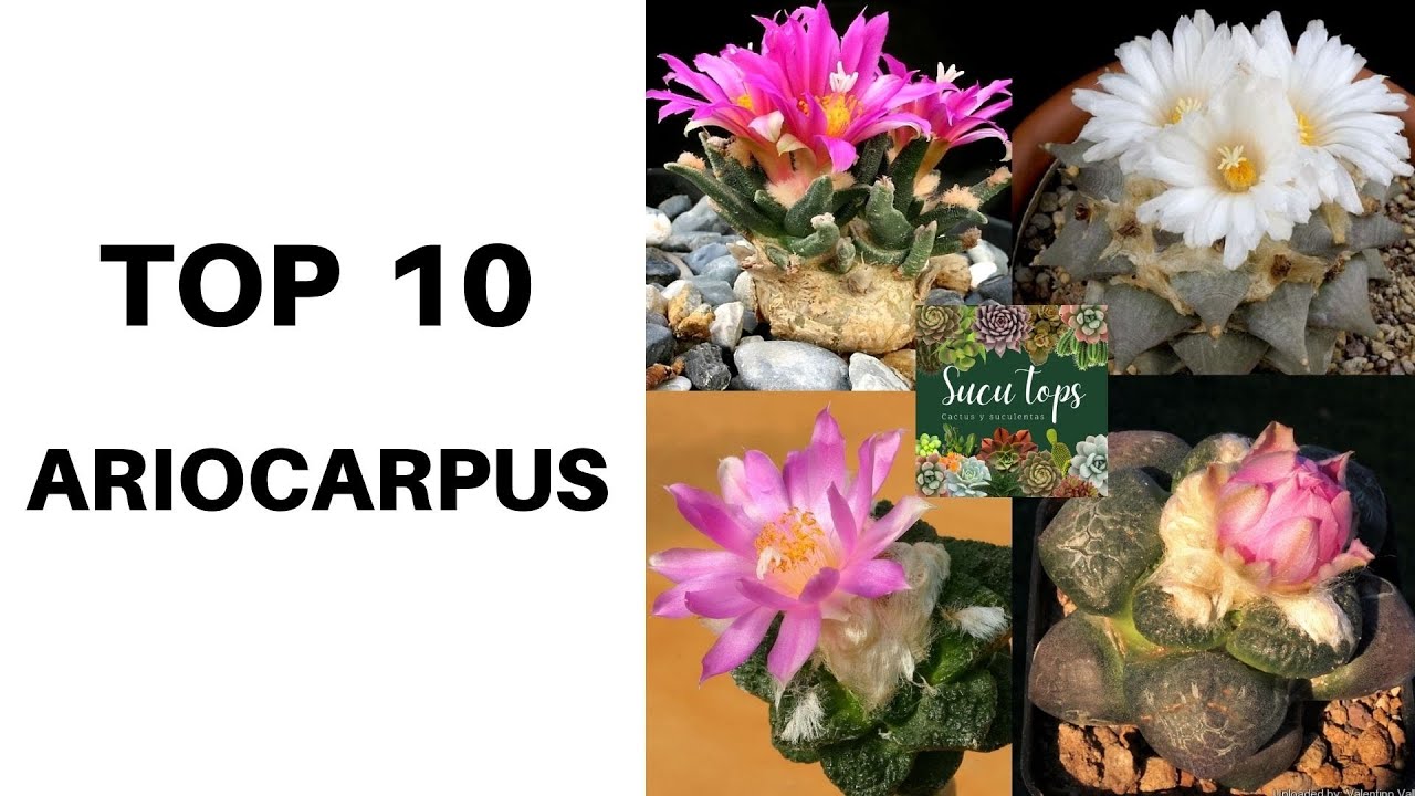 TOP 10 ARIOCARPUS