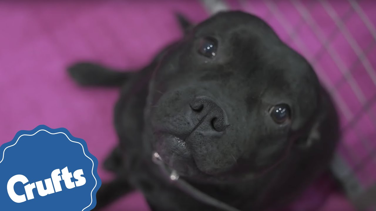 Staffordshire Bull Terrier | Crufts Breed Information