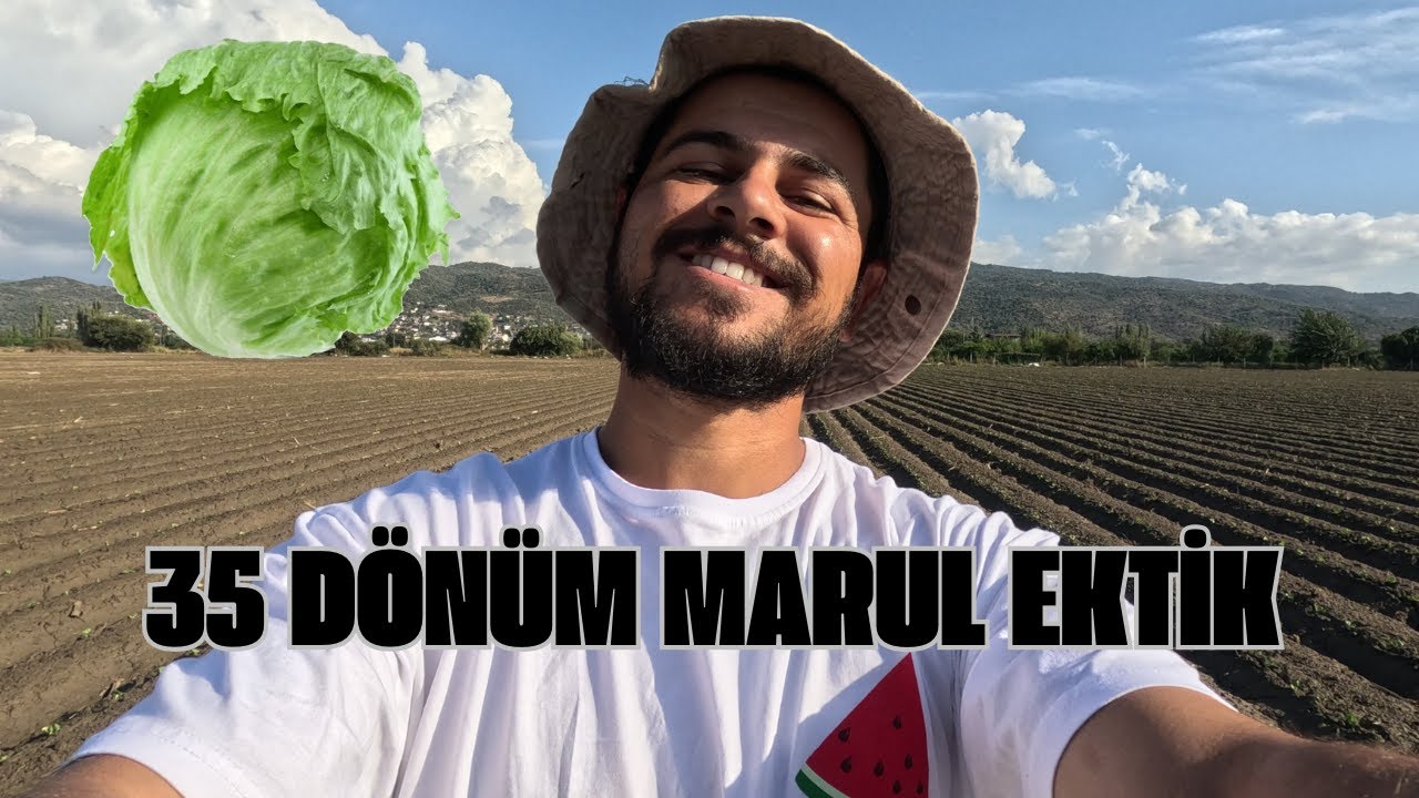 TARLAMIZA 35 DÖNÜM MARUL EKTİK (İCEBERG)