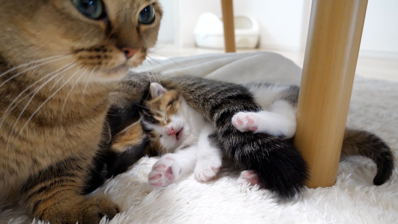 Mother cat Kiki is busy raising her kitten Nico today!