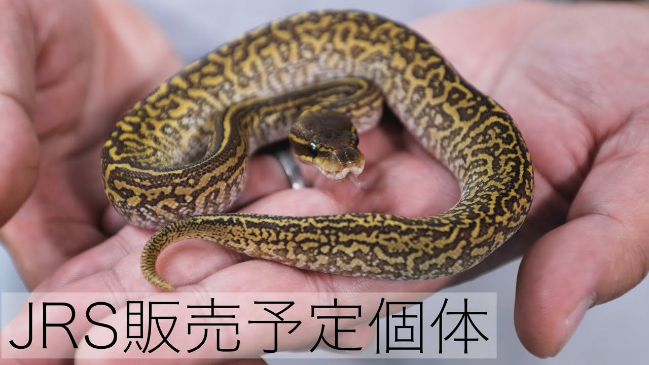 2023JRS販売予定個体紹介【Japan Reptiles Show】