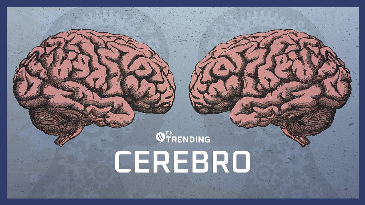 🤯 CEREBRO Humano ¿Cómo funciona? | #EnTrending