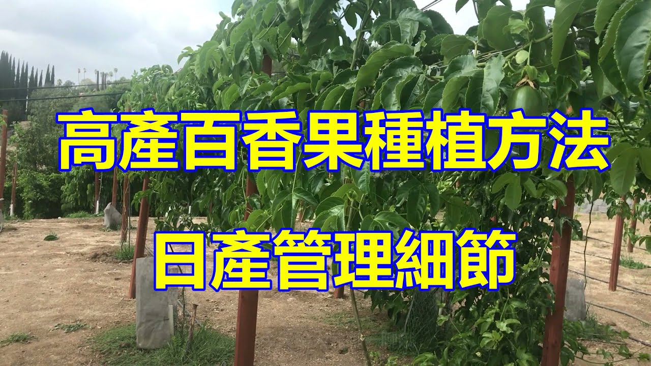 LIFE STORY|高產百香果種植方法：日產管理細節|注意兩個小細節百香果健康又茁壯|