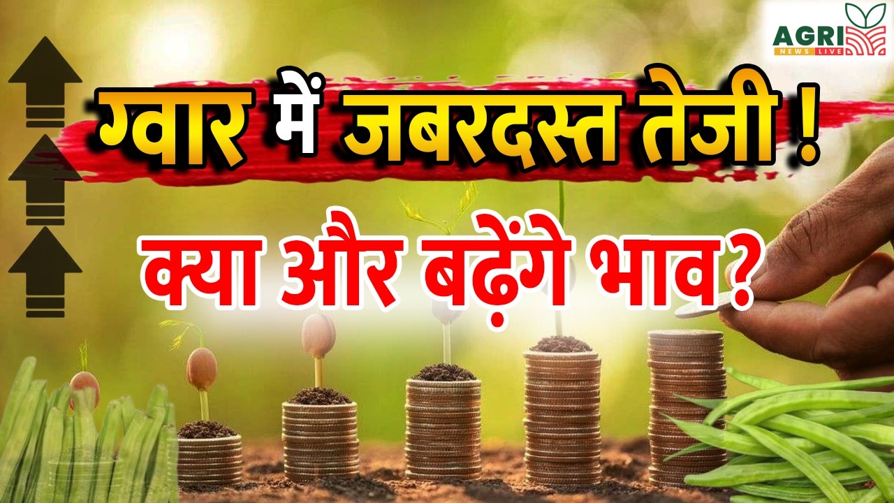 ग्वार में जबरदस्त तेजी! | Guar Seed & Guar Gum Bhav Today | Market Update