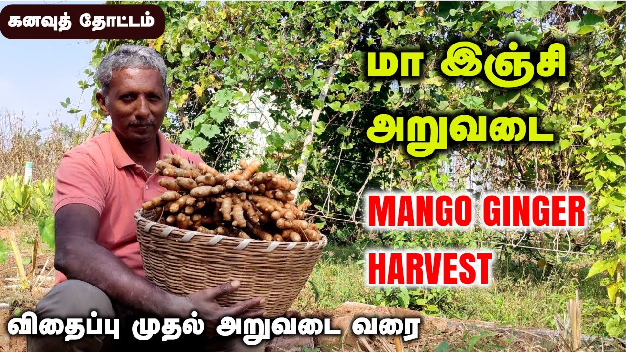 கனவுத் தோட்டம் | மா இஞ்சி - விதைப்பு முதல் அறுவடை வரை |  How to grow Mango Ginger in home garden