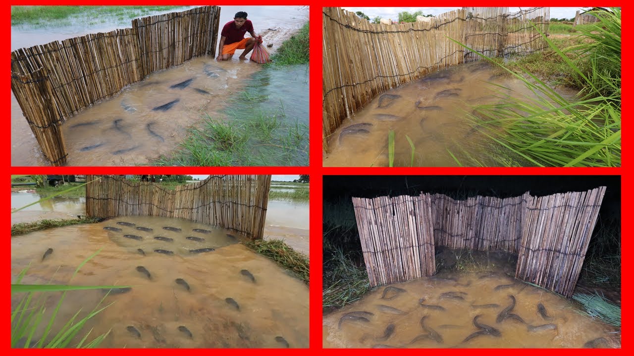 Top 4! How to make ancient bamboo trap and fishing with ancient bamboo trap in flood season on road