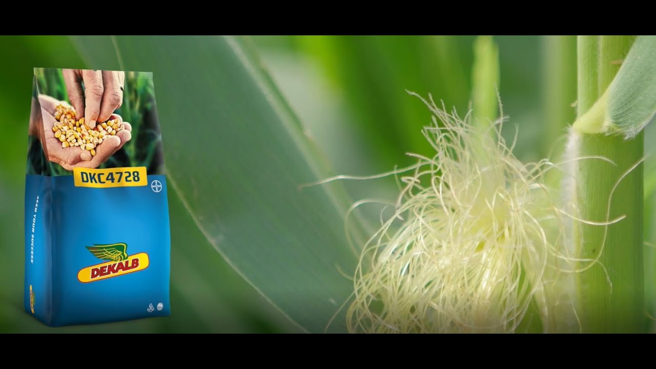 DKC4728 : hybride G3 maïs grain, au profil agronomique sécurisant