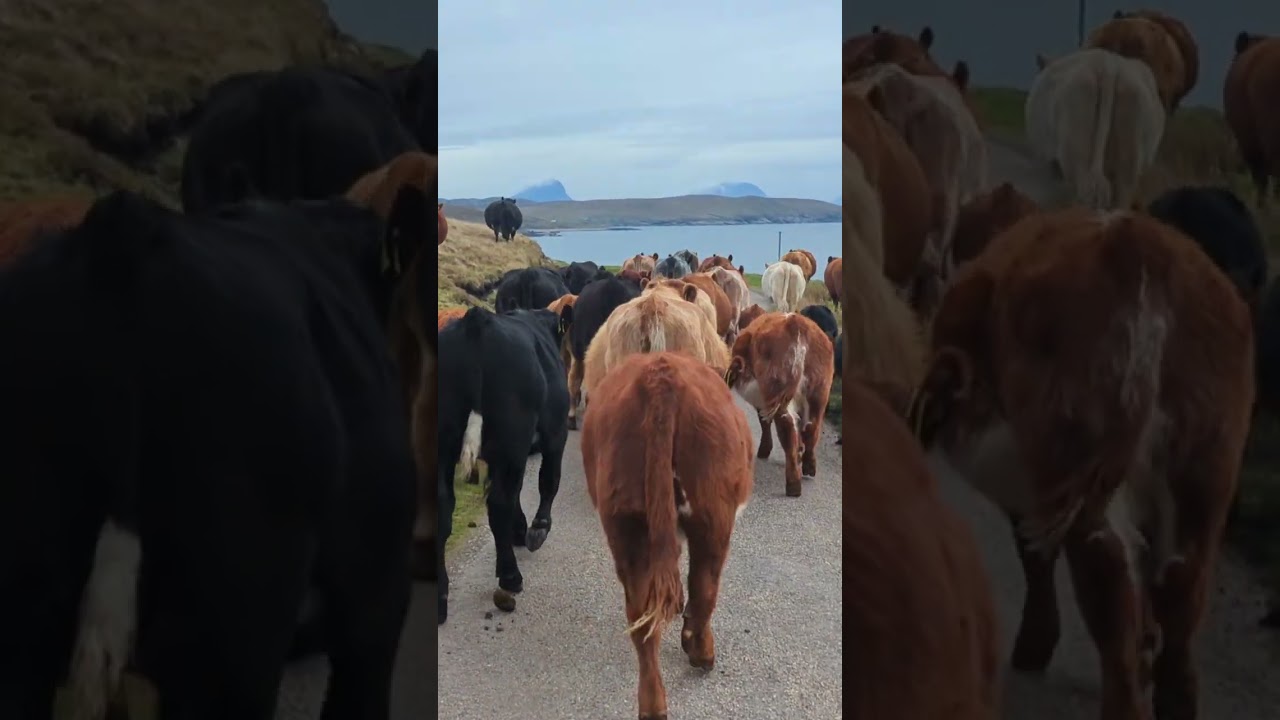 #cattle