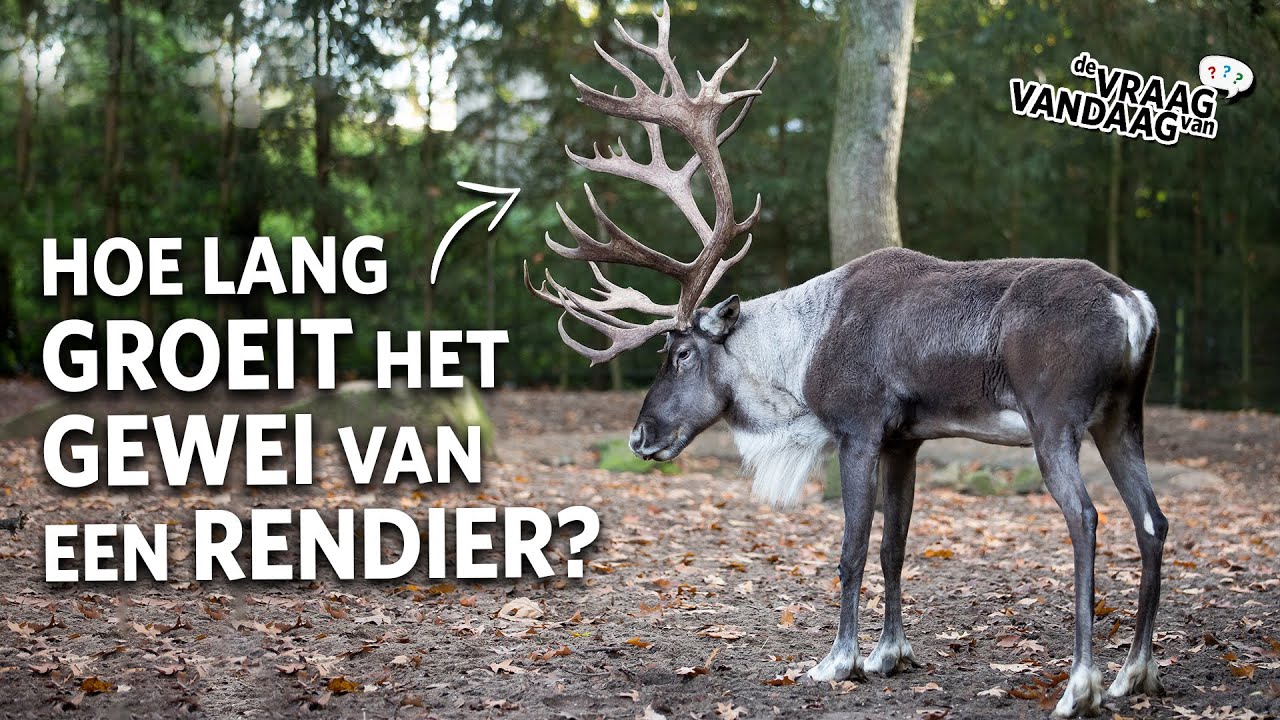 Hoe lang duurt het voordat het GEWEI van een RENDIER is aangegroeid? 🦌 | De Vraag Van Vandaag