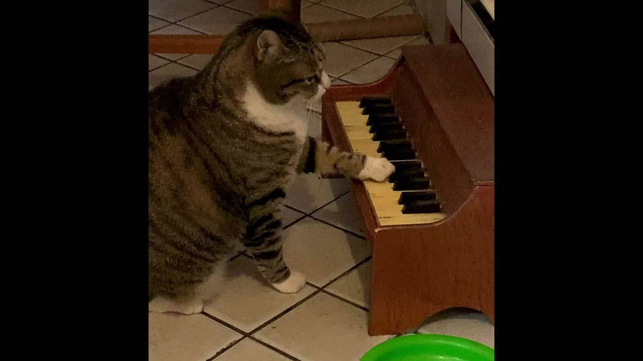 [CAT]astrophe (A Cat Bossa Nova)