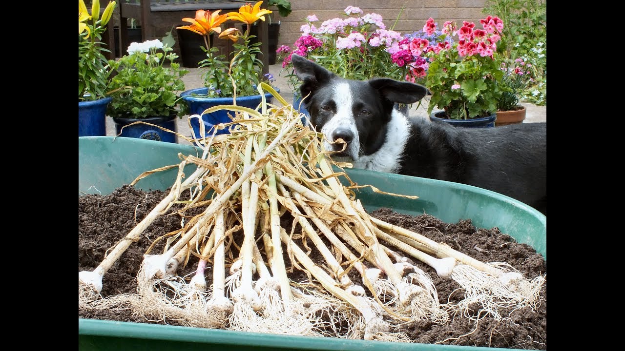 How to grow Garlic in a pot  Start to Finish