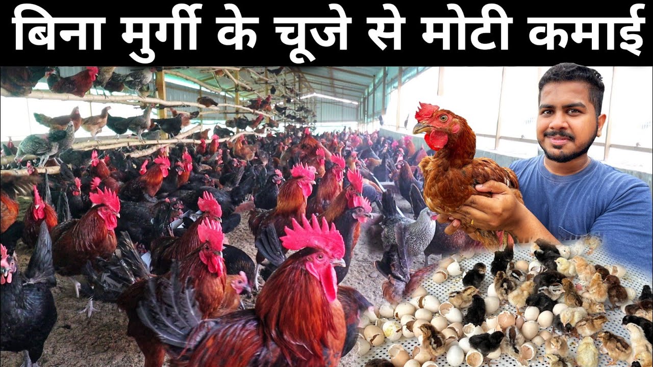 बिना मुर्गी के चूजे कैसे निकाले | Desi Poultry Farming | Egg Incubator's Factory 