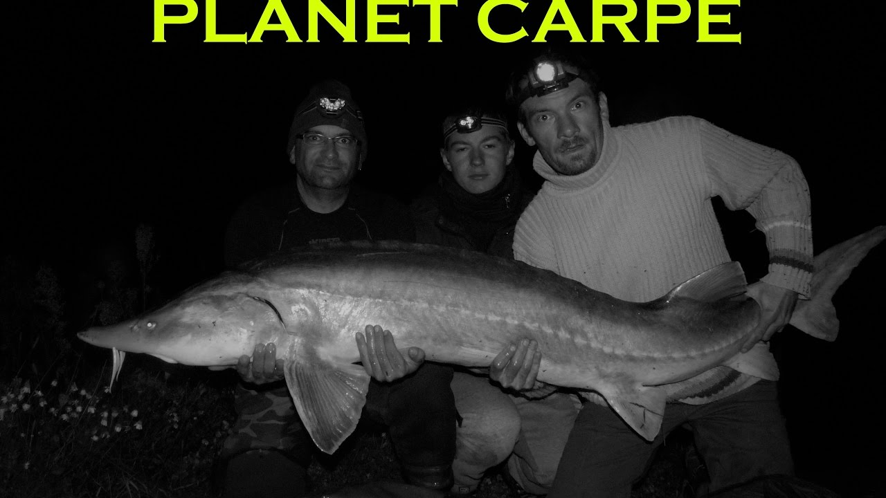 Session Planet carpe, esturgeon 45kg pendant la nuit