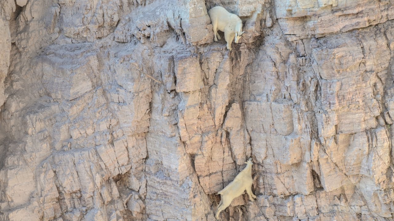 How Do Mountain Goats Climb Cliffs | mountain goat defying gravity