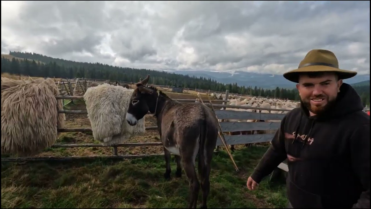 Transhumanta Cu Oile🇹🇩Costel Dan🇹🇩Din Jina -La A 5-a Generație de Crescători Oi 