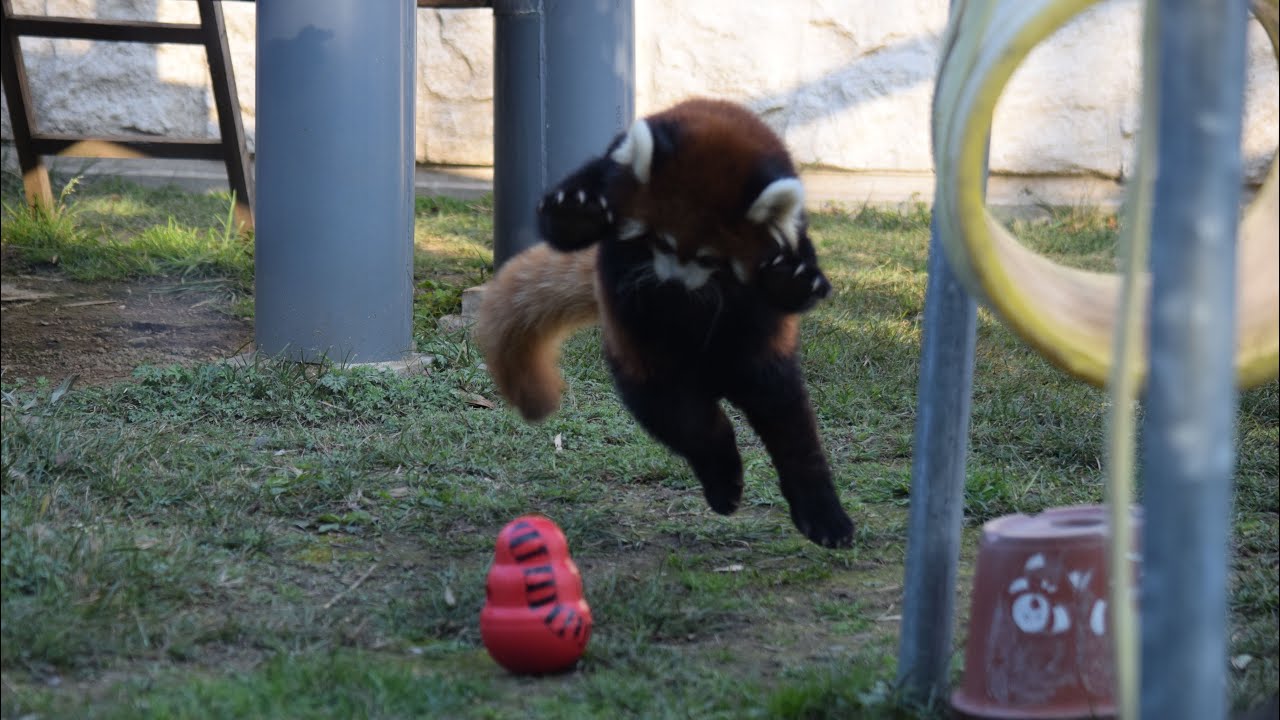 パンだるまと戦うレッサーパンダの咲弥ちゃん　#天王寺動物園　#レッサーパンダ