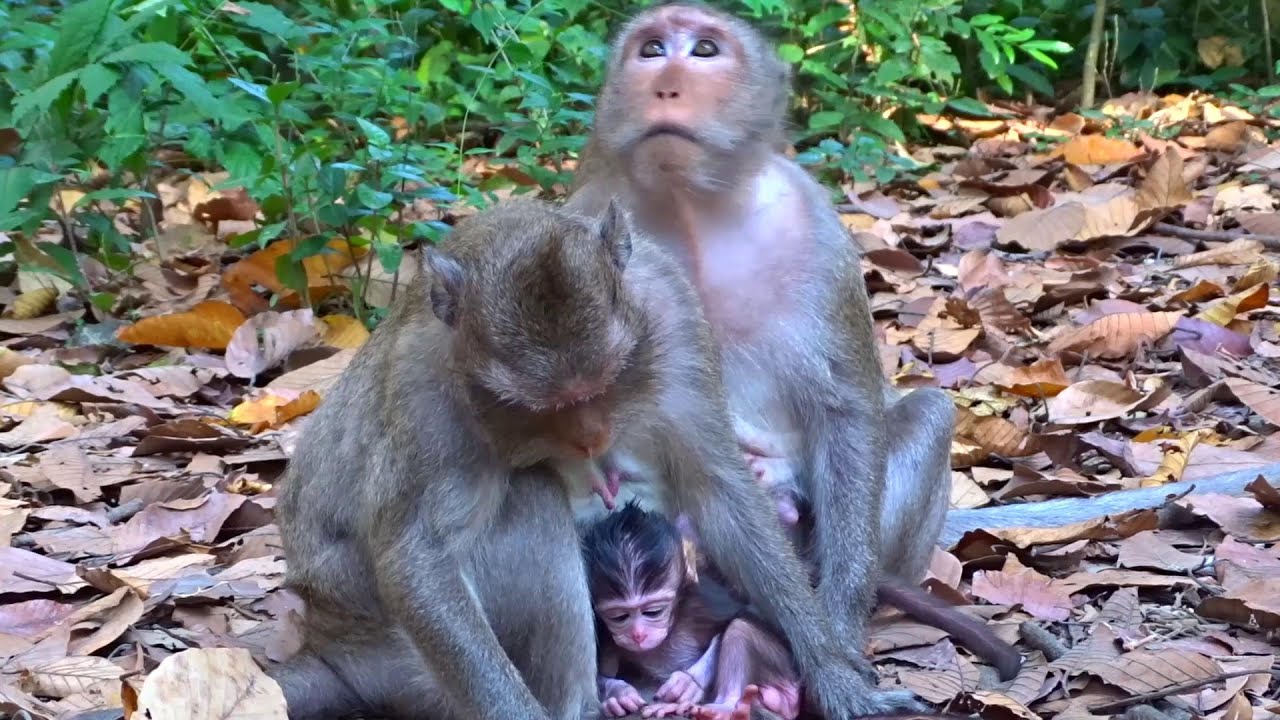 So Lovely Newborn Baby Monkey Relaxing With Mom and happy animal 