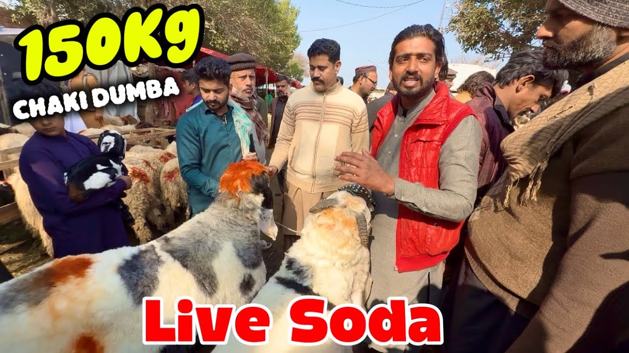 Live Soda 150kg Big size Ka Chaki Dumbe | Lahori Shauk | Shapur Kanjra Lahore Mandi 