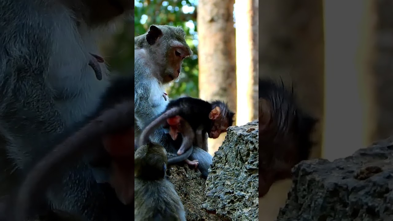 Adorable Avery asks for eating food from Amaya very cleverly #monkey #cute