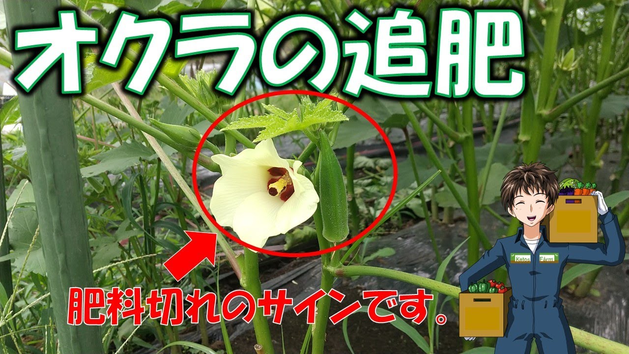 【オクラの追肥】夏場の肥料切れには要注意。