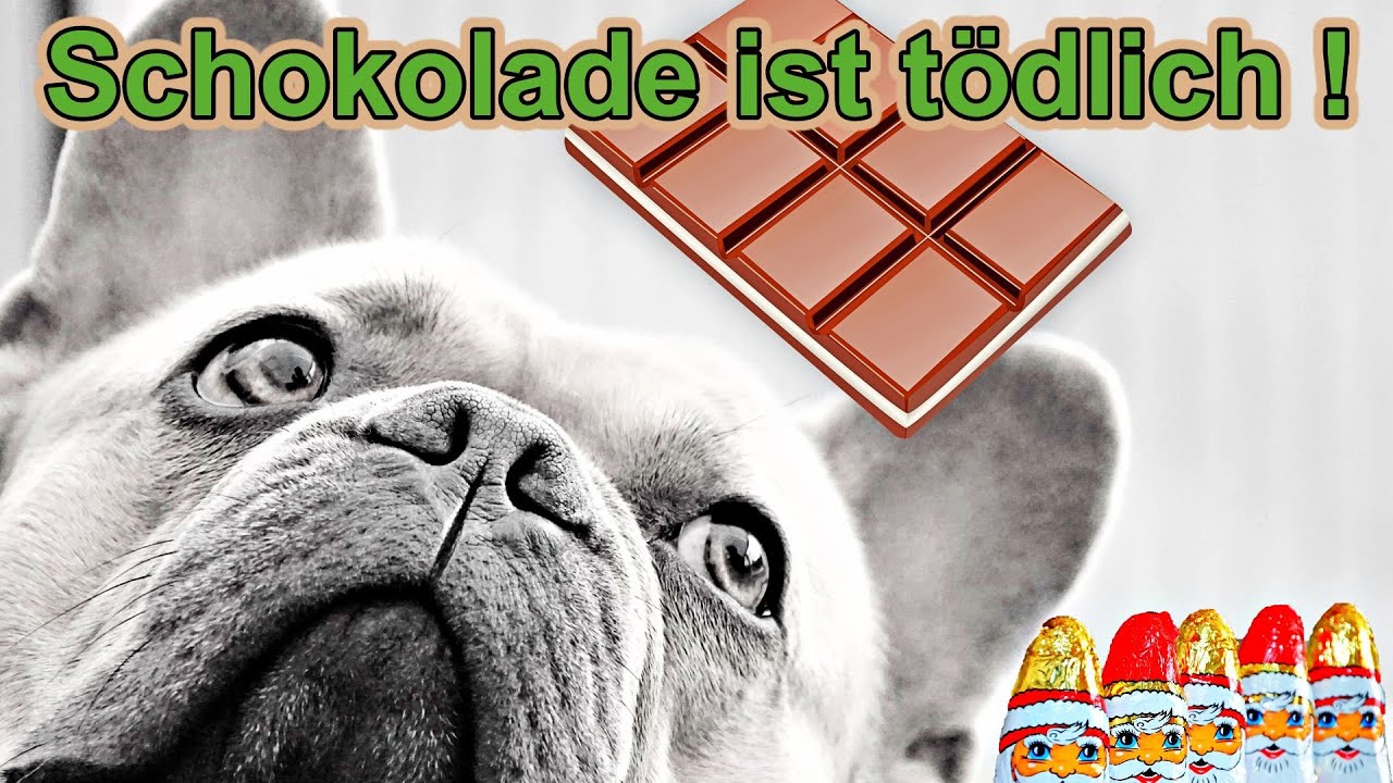 Mein Hund hat Schokolade gefressen ! - Ist Schokolade wirklich giftig für Hunde? / Nature Trails
