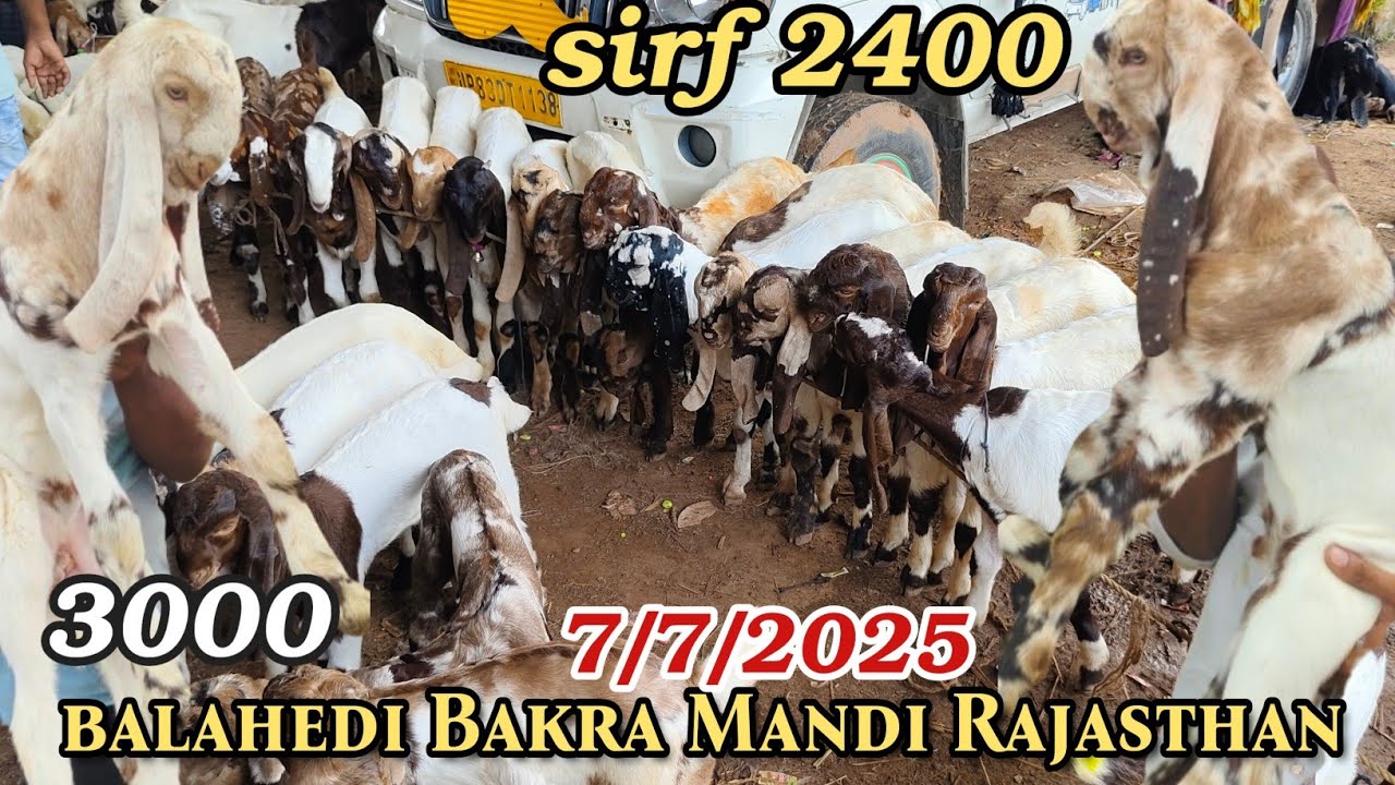 Balahedi Bakra Mandi live update 7/7/2025 Rajasthan Ki Sabse Badi Bakra Mandi