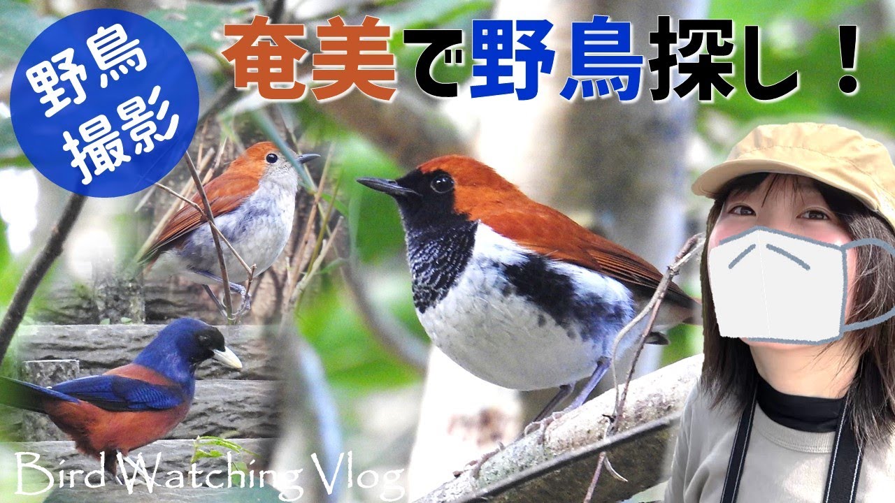念願のアカヒゲ・ルリカケスに出会う！奄美の森で鳥探し【野鳥撮影vlog】