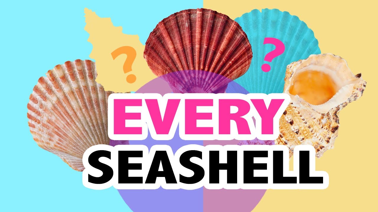 EVERY Seashell I've Ever Painted