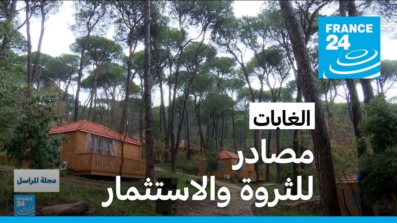 زراعة غابات الخشب الصناعي والاستثمار بالسياحة.. مشاريع صديقة للبيئة للحفاظ على غاباتنا!